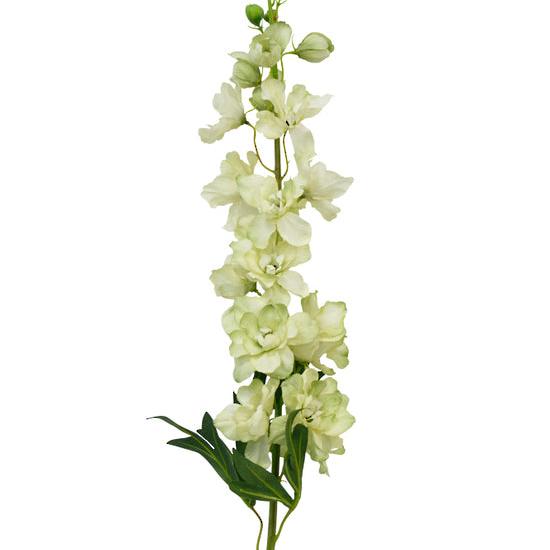 Delphinium spray green