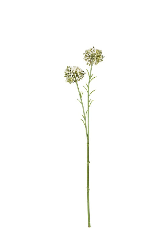 Mini Allium