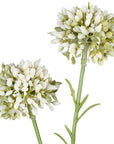 Mini Allium