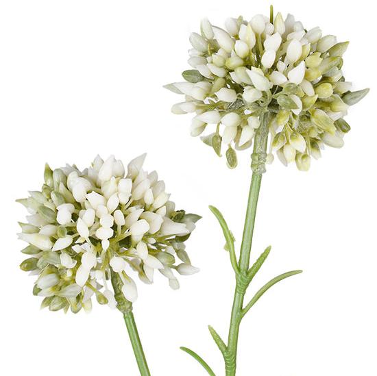 Mini Allium