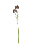 Mini Allium