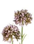 Mini Allium