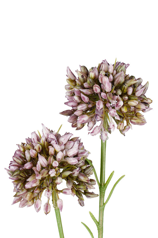 Mini Allium