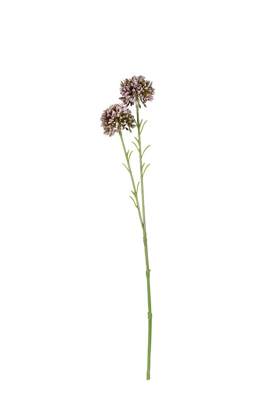 Mini Allium