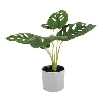 Potted Swiss Cheese Plant