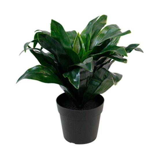 Dracaena Compacta Potted Plant