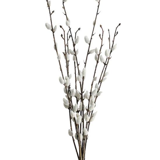 Pussy Willow Bundle 