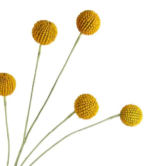 Billy Buttons Spray - 70cm Yellow