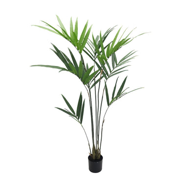 Kentia Palm - Potted | 1.5m