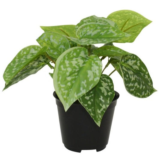 Faux Plant - Potted Scindapsus Pictus by flower systems